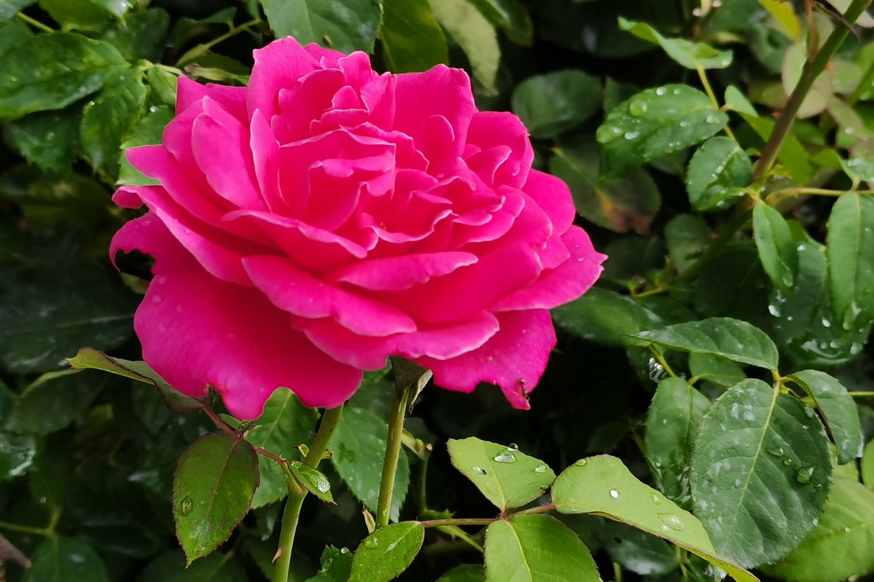 阳光下带着露珠的月季花